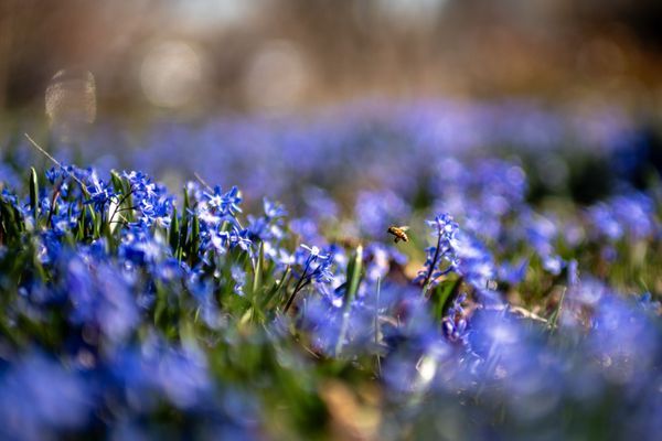 Bees & Blossoms