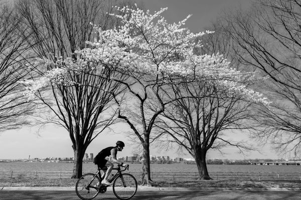 Spring Blossoms