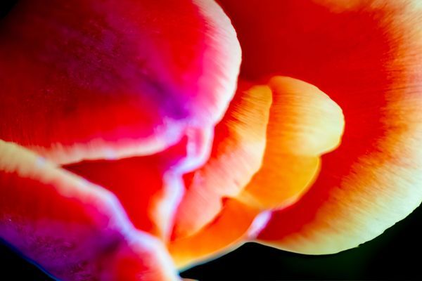 Petals - Series 2