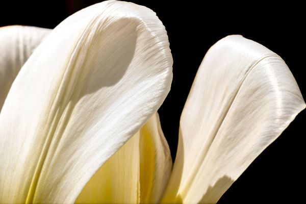 Petals - Series 1