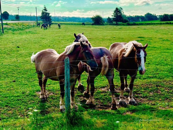 Horses and Country scenes