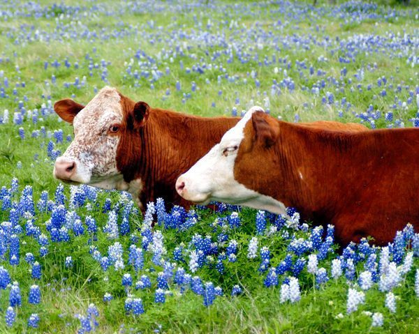 Cow Portraits
