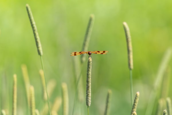 Wildlife