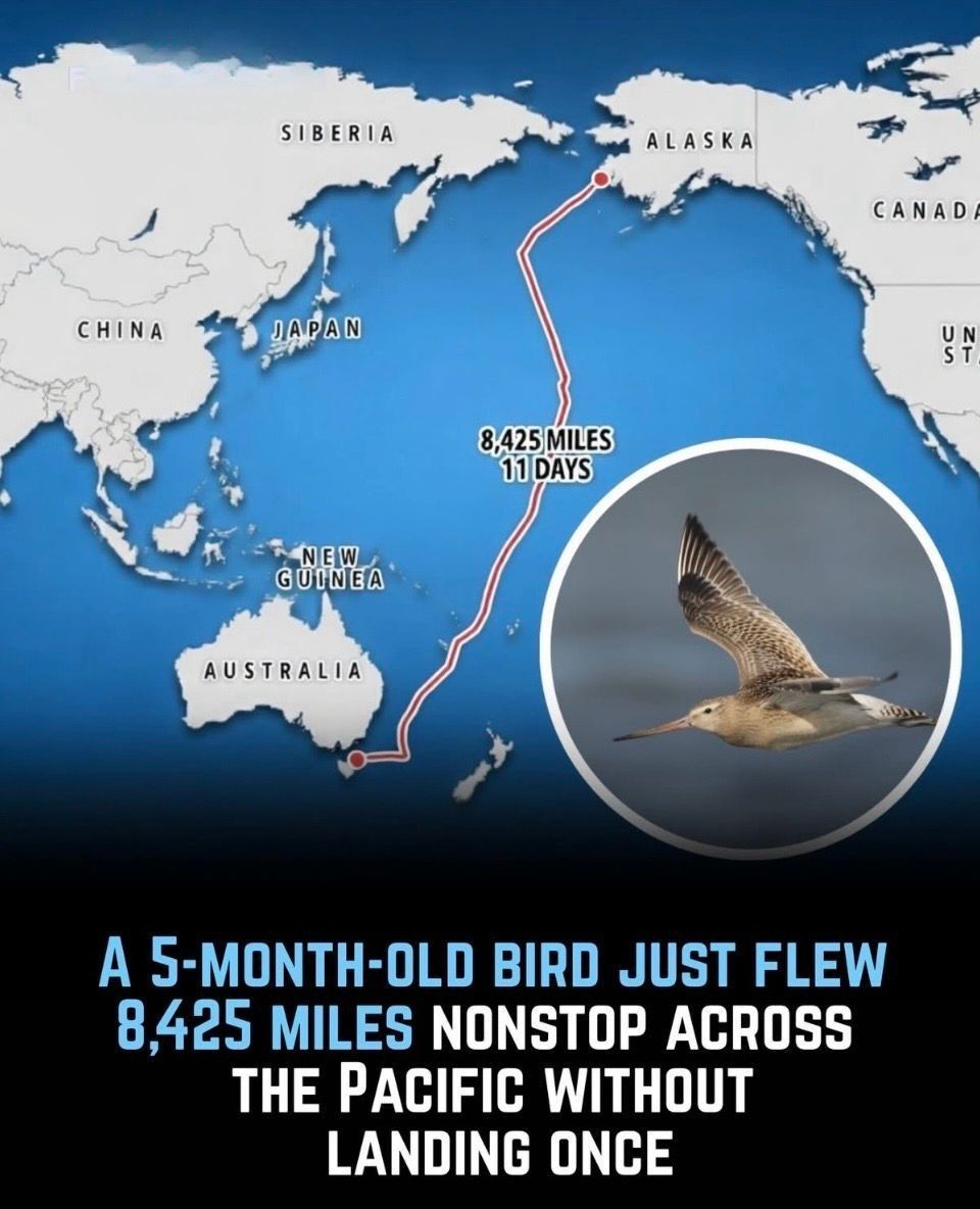 Bar-Tailed Godwit