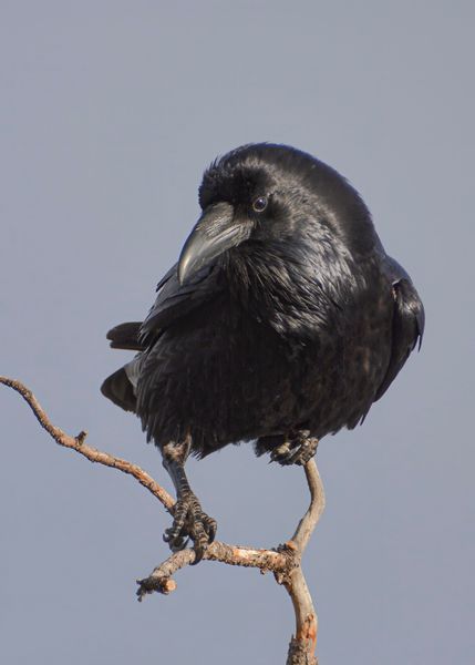 Ravens