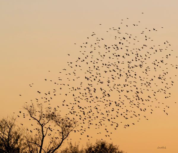 Bosque Del Apache