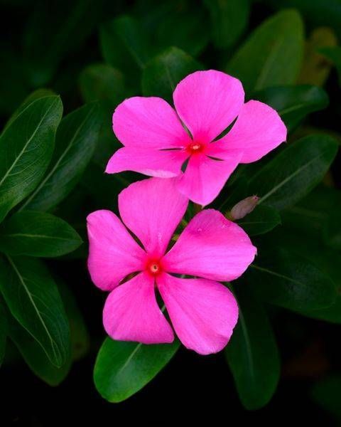 Pink Ladies