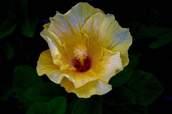 Golden Hibiscus