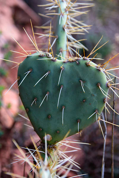 Desert Heart