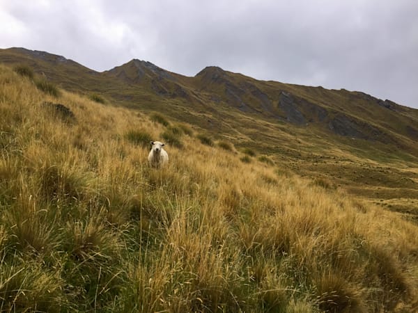 Just Grazing Through