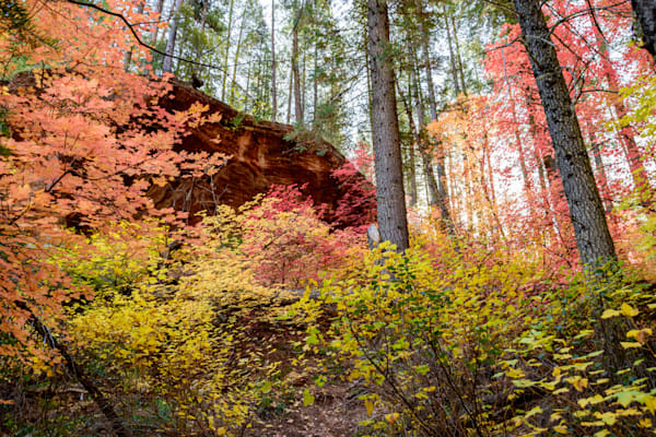 Oak Creek Canopy