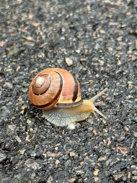 Slow Journey