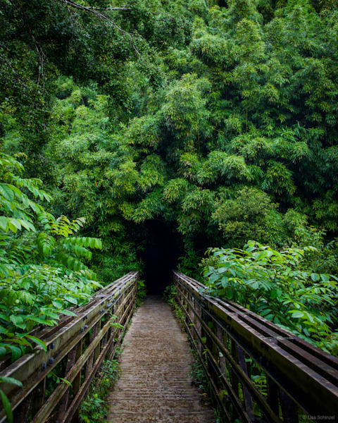 Path Into the Wild