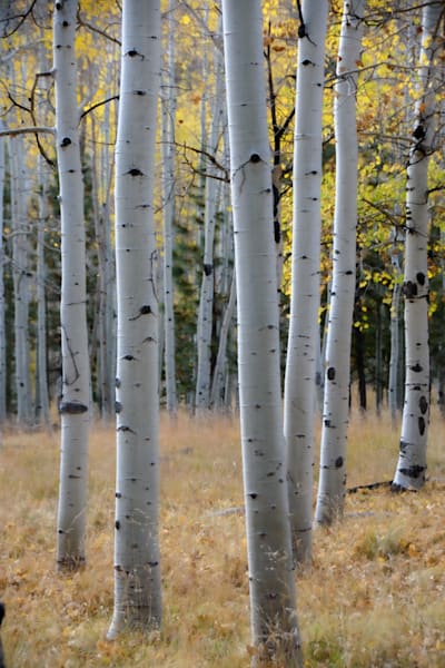 Whispers of Aspen
