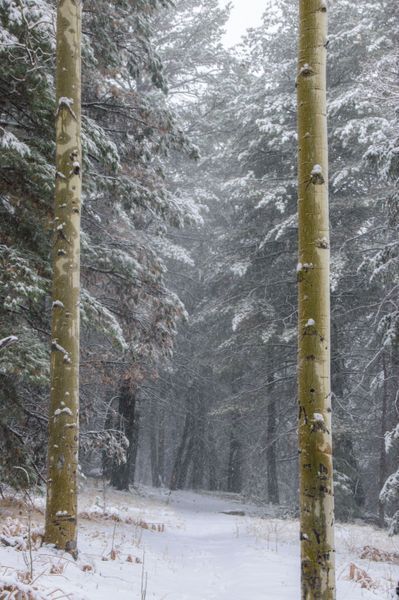 Winter Scenes