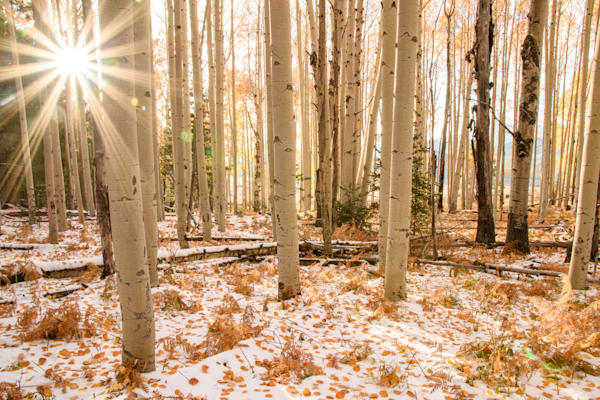 Winters First Light