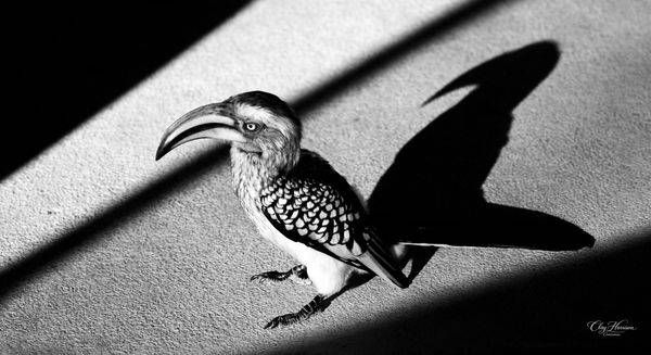 Wildlife with Attitude