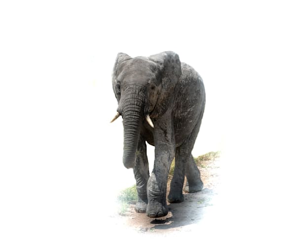 SERENGETI SERIES