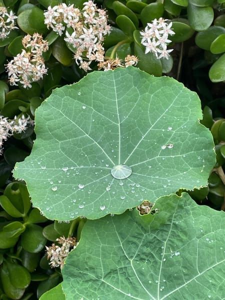 Natural World