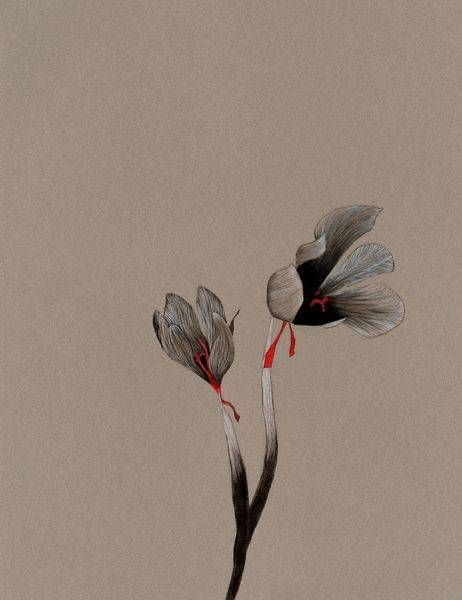 The Last Two Flowers Sketch   Prints Art | Abigail Van Den Brink Artist