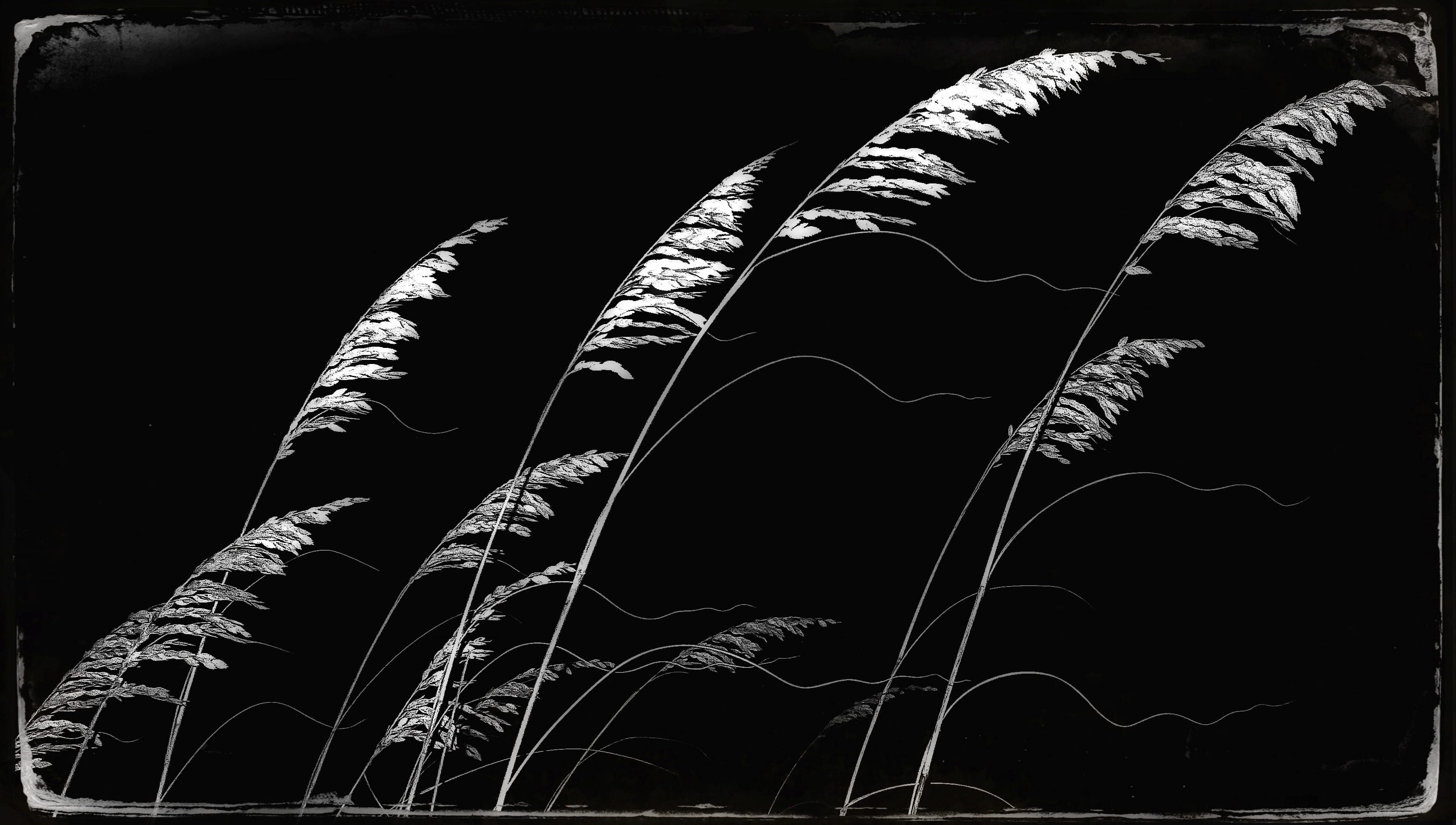 
        <div class='title'>
          Foliage At Night
        </div>
       