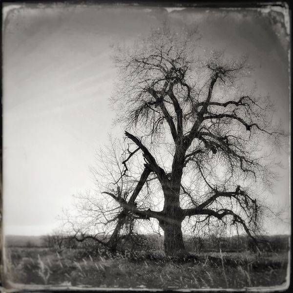Trees