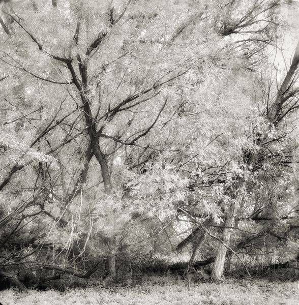 Trees