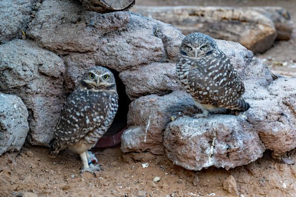 Birds