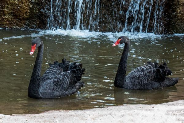 Birds