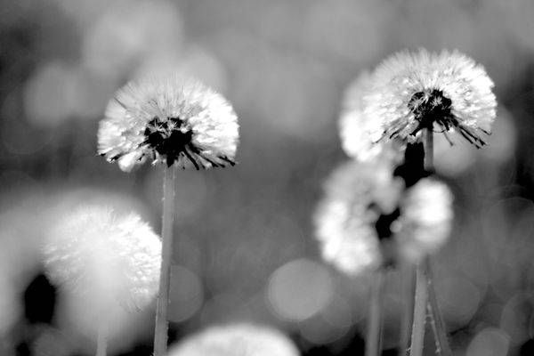DANDILIONS