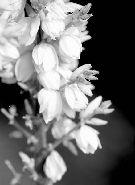DESERT BLOOM