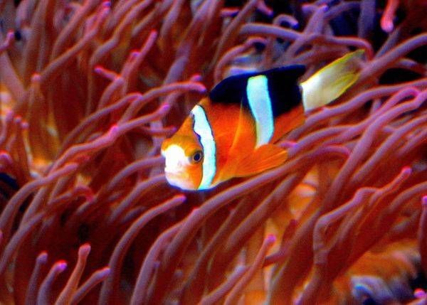 CLOWN FISH