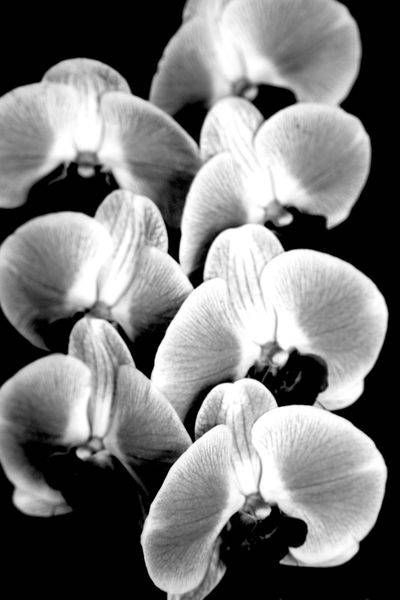ORCHIDS