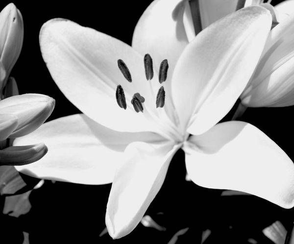 LILY 1