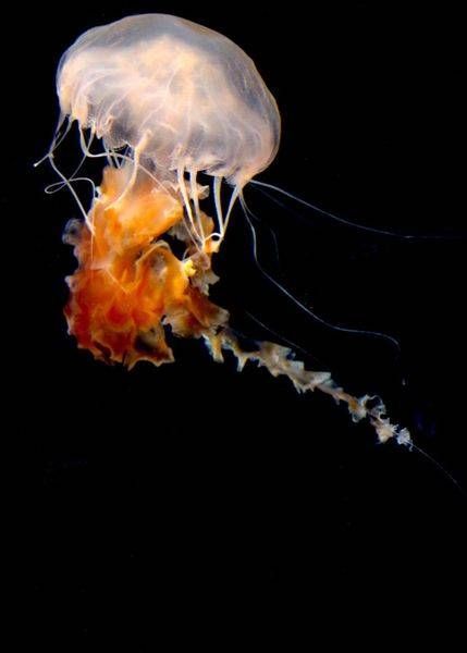 JELLY FISH 2