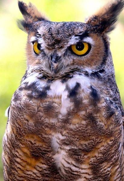 HORNED OWL jpg copy