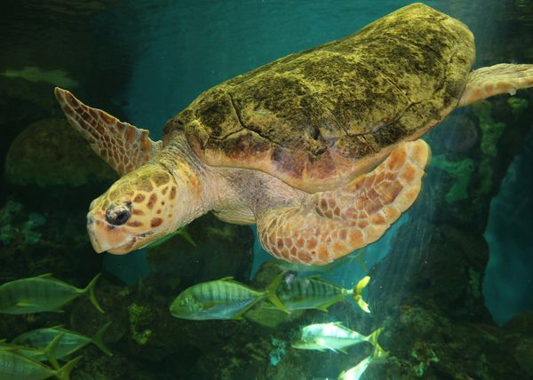 Photo - Animals