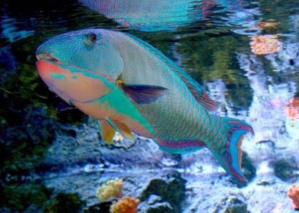 Fish