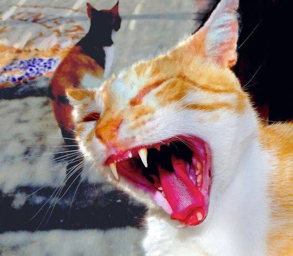 Before Dinner Yawn Art | Photollusion-KR