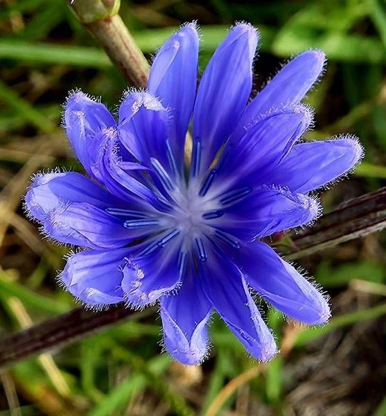 Blue Tennessee Wildflower Art | Artistic Journeys by js