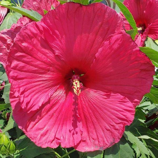 Red Hibiscus Art | Artistic Journeys by js