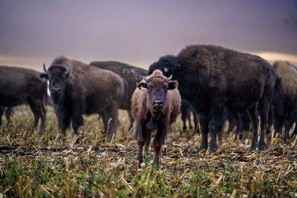 Calf beneath the big sky