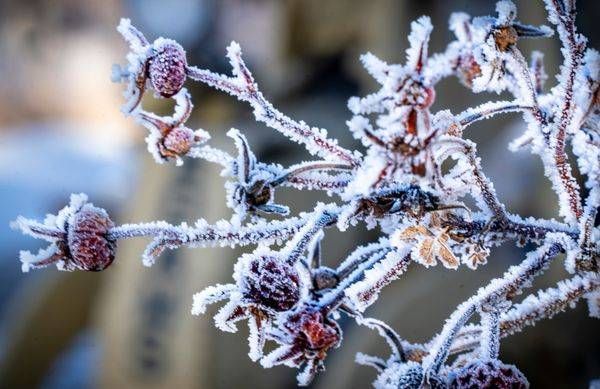 Winter keeps the rose