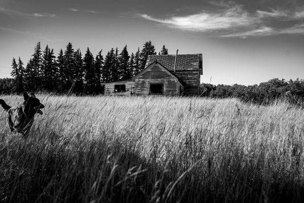 Echoes in the Tall Grass