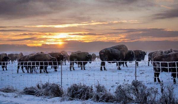 Prairie Presence