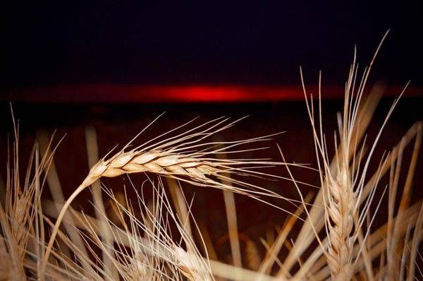 Prairie Awakening