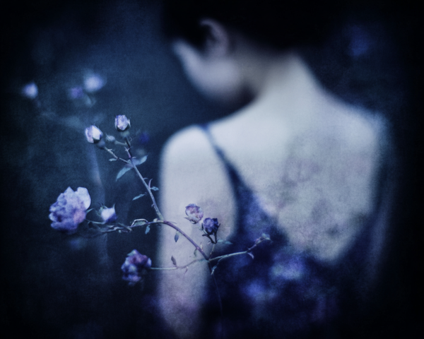 Dornroeschen - A wall of Roses Grew