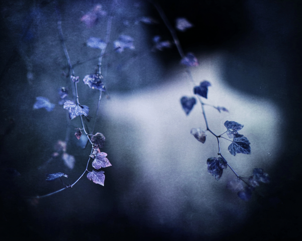 Wrapped around each other like Ivy