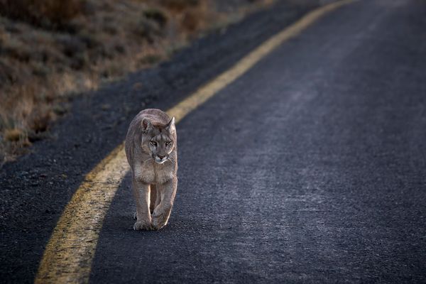 Puma Territory