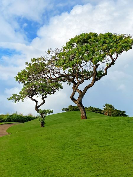 Landscapes